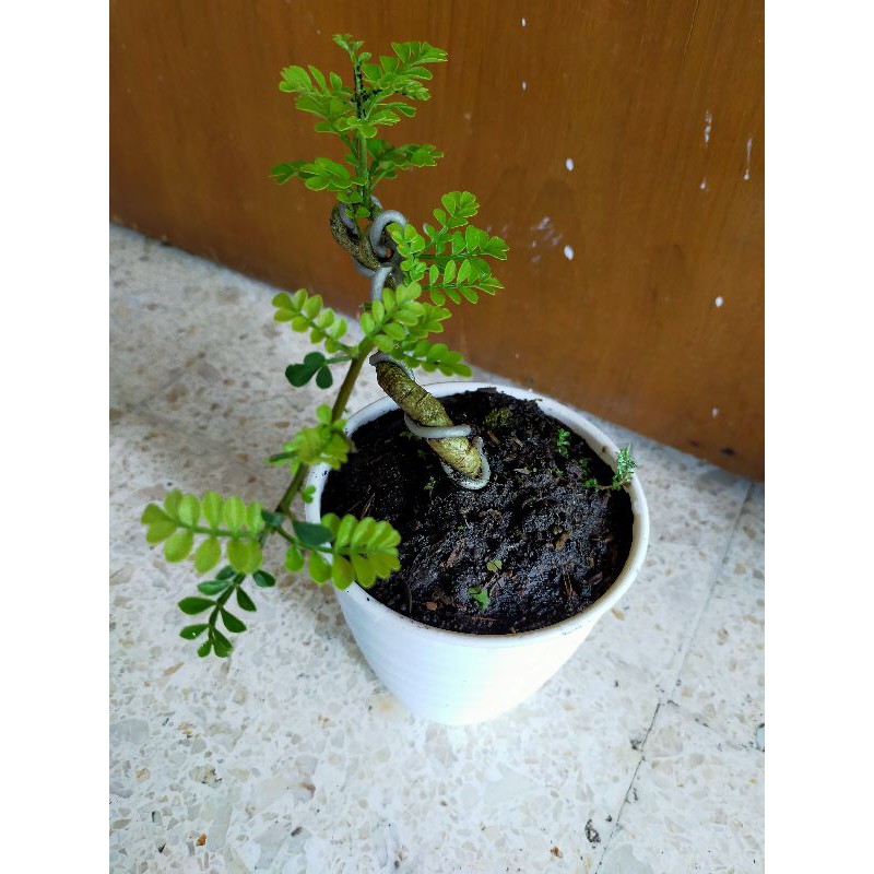 Tanaman hias bonsai mame kawista