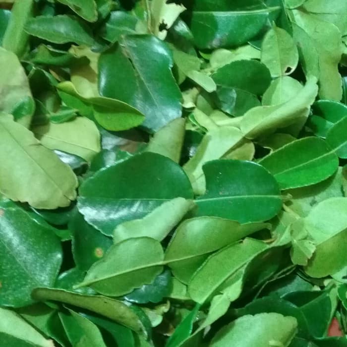 

Order Langsung DAUN JERUK Limited