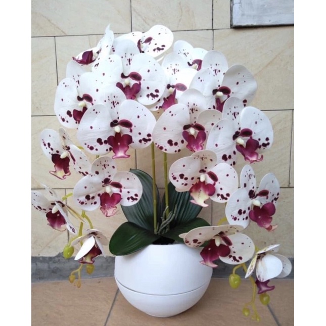 Anggrek latex premium