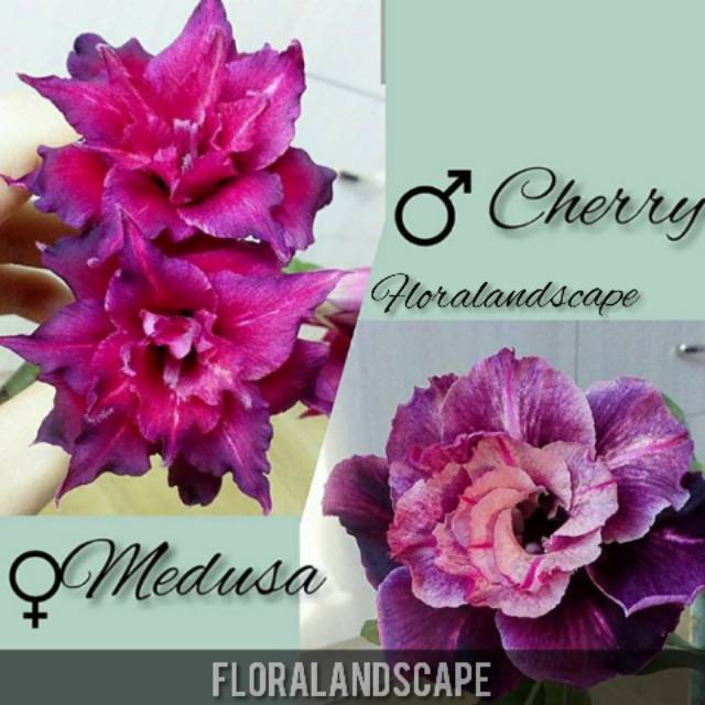 Paket 6 Kamboja jepang adenium