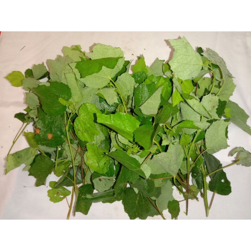 

daun pulutan 500 grm
