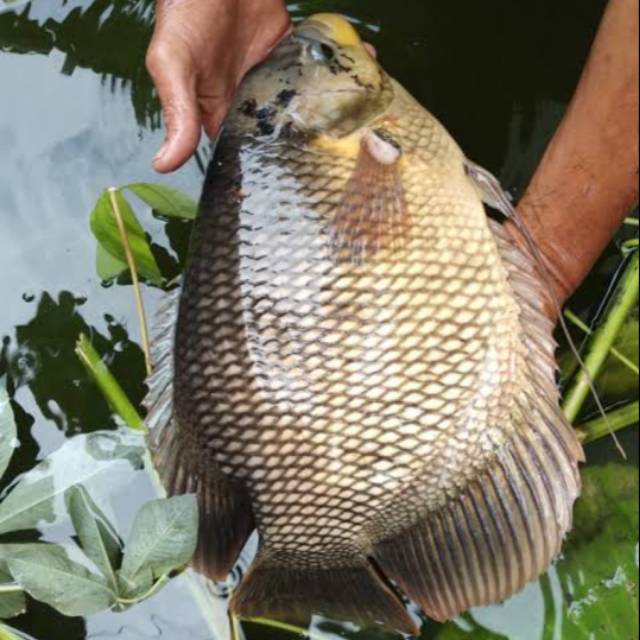 

Ikan gurame segar