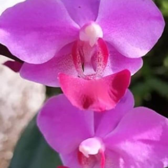 ANGGREK BULAN DORITIS LIDAH MERAH