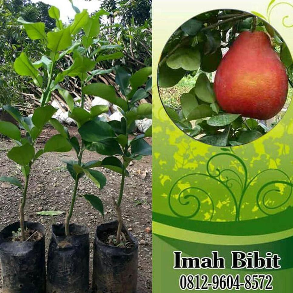S3N4 Bibit Buah Jeruk Red Pamelo Jeruk Merah Pamelo 12Rr