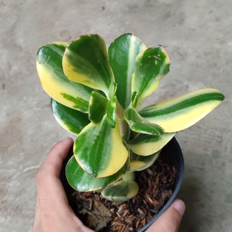 Sukulen Jade Plant varigata medium