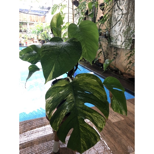 monstera marmorata