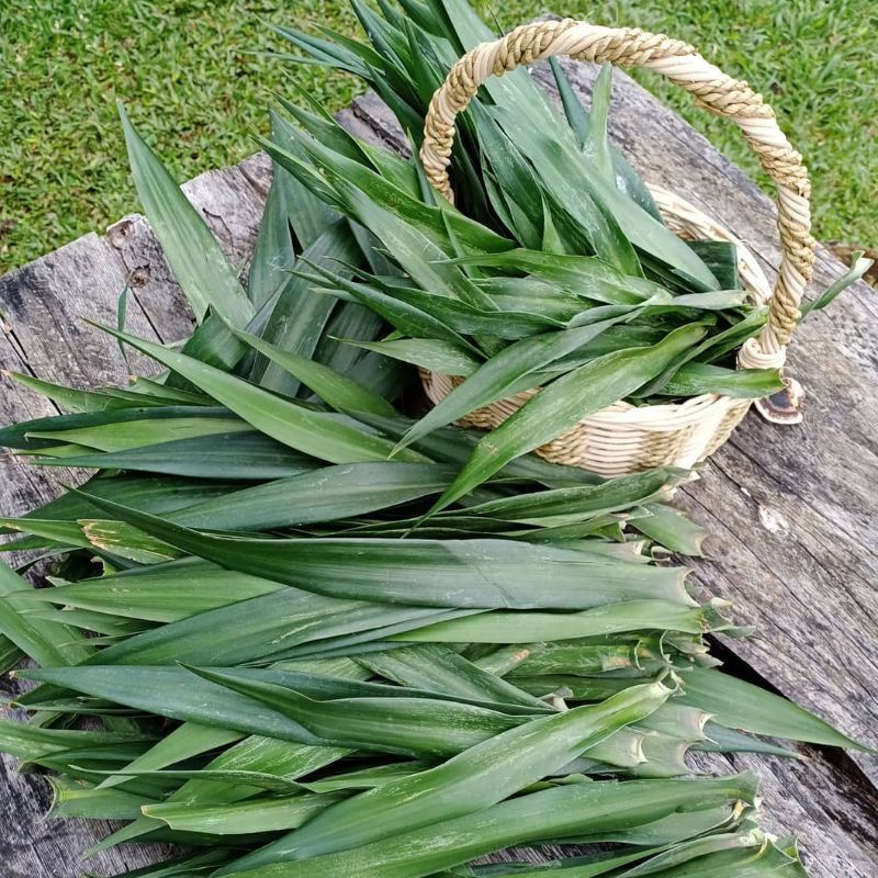 

DAUN SUJI UNTUK PEWARNA MAKANAN ALAMI 1 HELAI