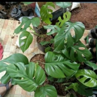 Tanaman hias Monstera Epipremnum pinatum Ekor naga 