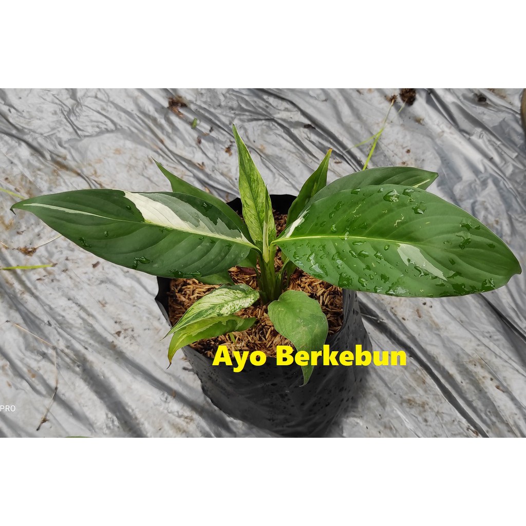 Tanaman Hias Spatufilum Variegata - Peace lily Varigata - Sepatu Filum Variegata - Peach Lili