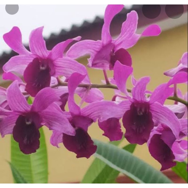 dendro inaraya red praremaja