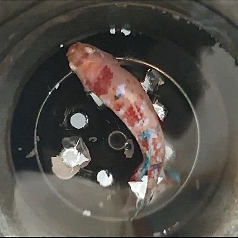 Cupang Betina Candy Nemo Marble Siap Breed Telur