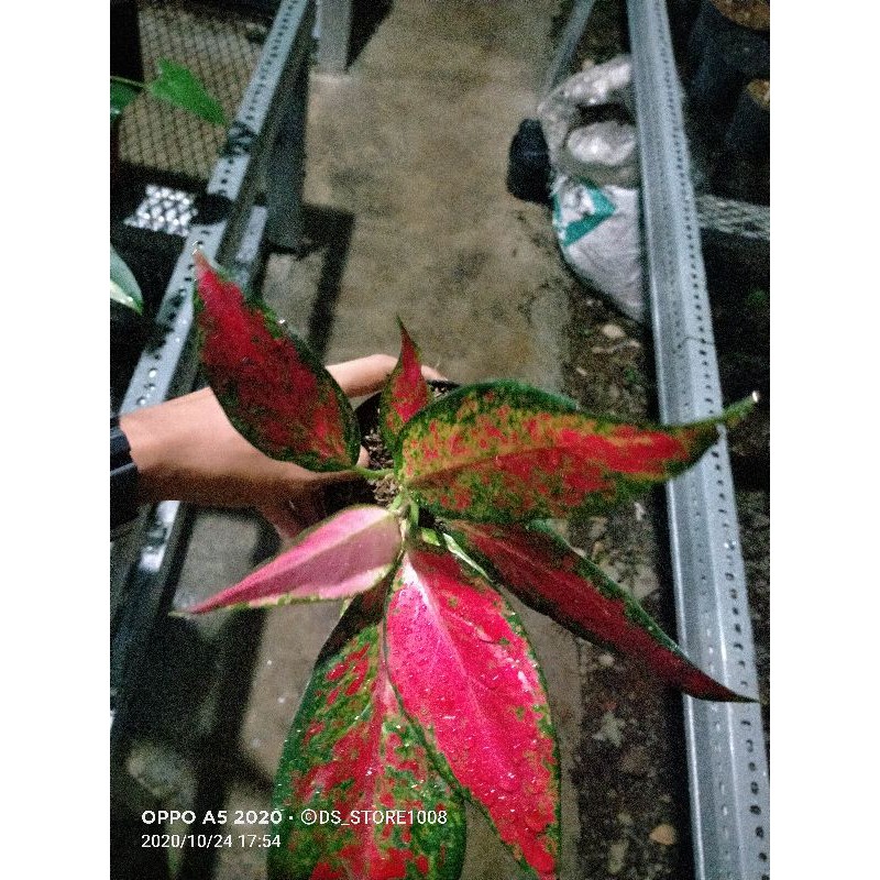 tanaman hias aglaonema ruby garuda - aglonema rubi garuda