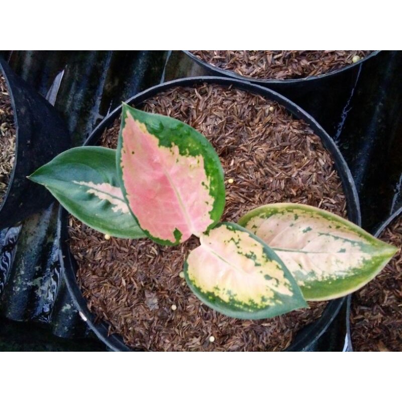 aglaonema sultan brunai / tanaman hias