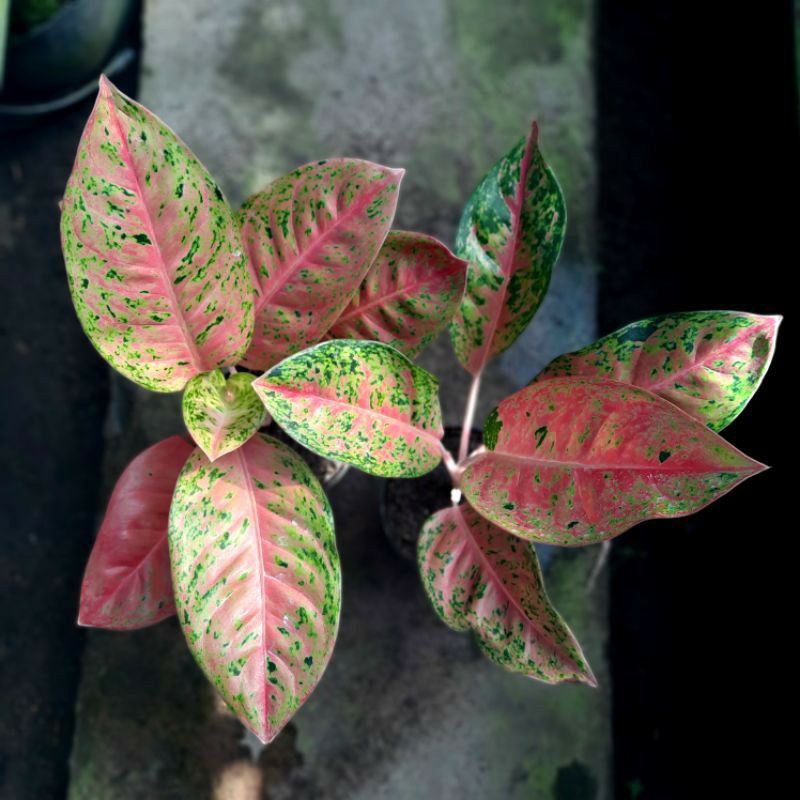 Aglonema Big Roy Merah mutasi murah