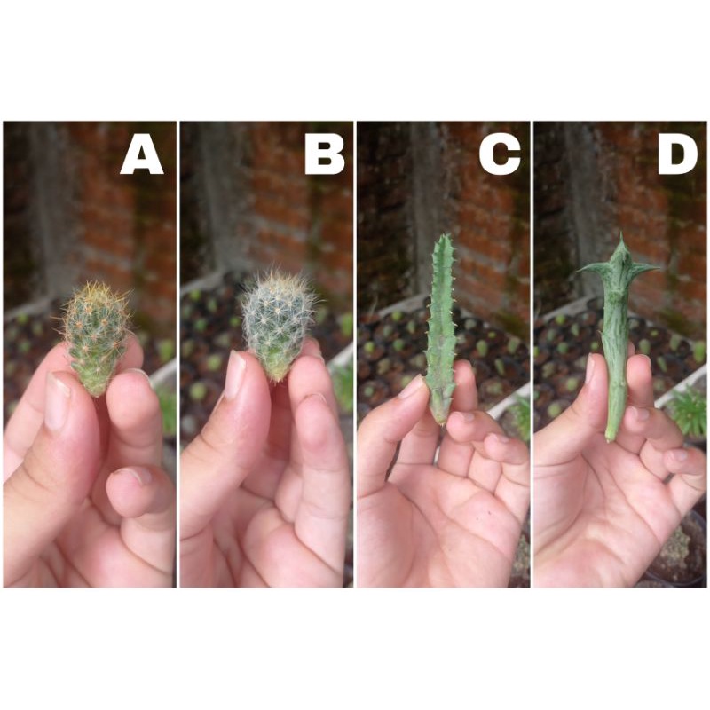 Bibit Kaktus Mini Potelan