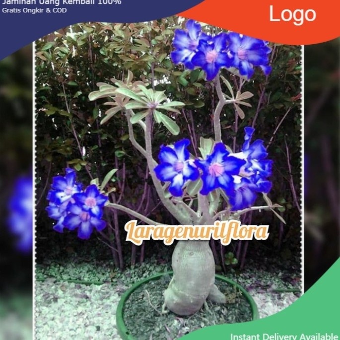 (BISA COD)bibit Bunga Kamboja adenium Jepang BLUE WHITE MAJESTY TERBru