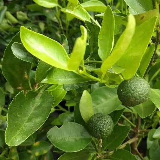 Tanaman pohon buah jeruk limo, Sudah berbuah