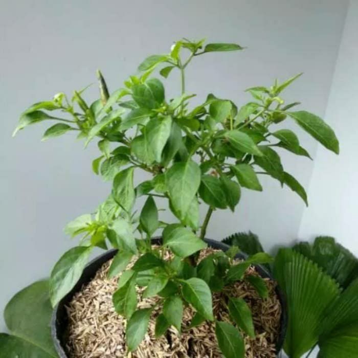 Pohon Cabe Rawit//Cabe Rawit Hijau