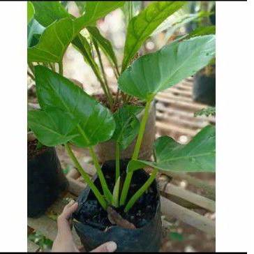 Tanaman hias philo marbel