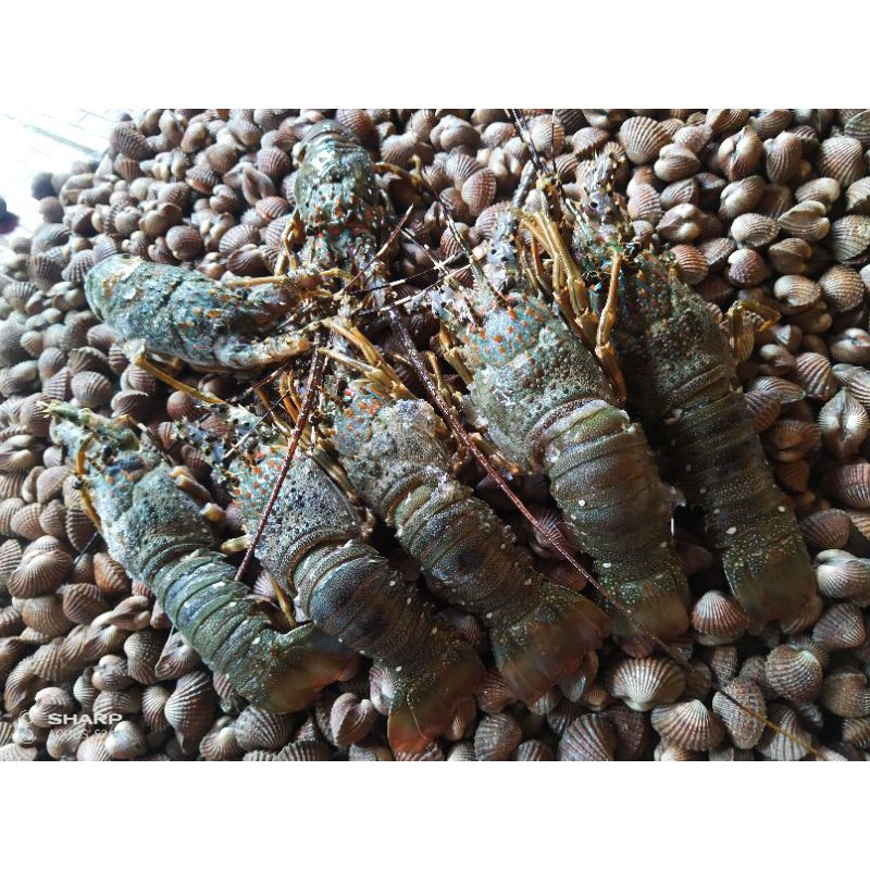 lobster laut jenis pasir