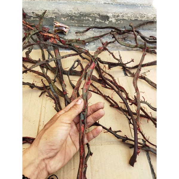 bahan akar bahar merah