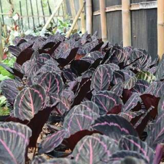  tanaman hias calathea meranti black lipstik kalatea 