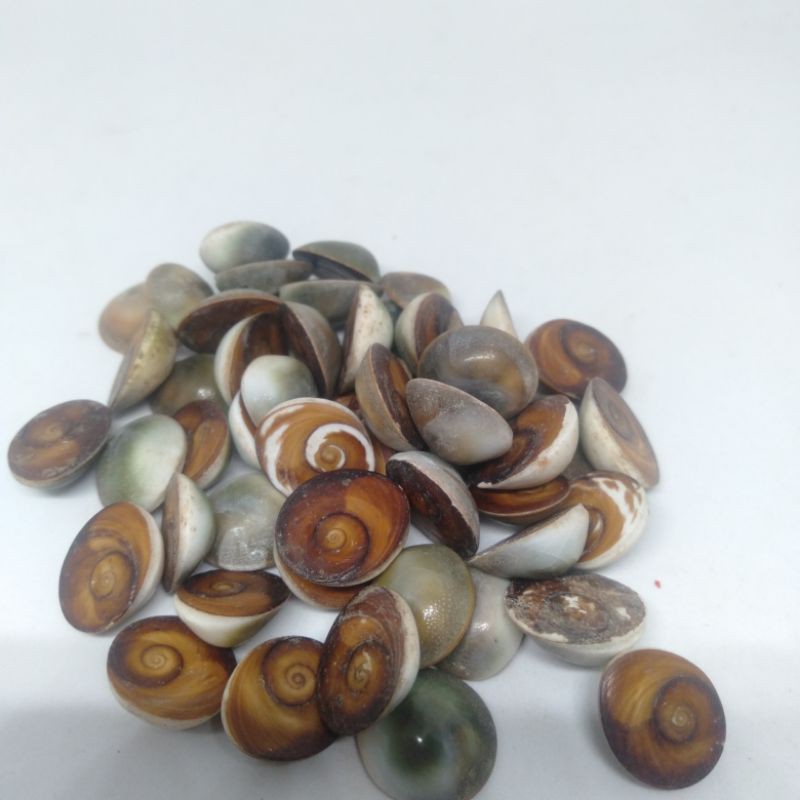 

Borongan fosil kul buntet bisa jalan di air cuka 20pcs