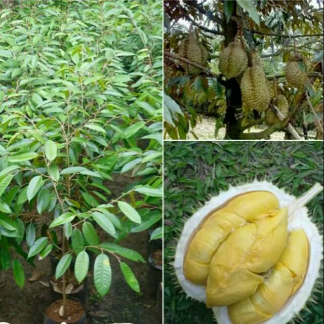 Bibit durian musang king kaki 3