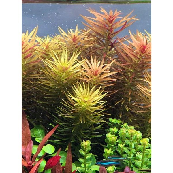 Limnophila Aromatica ( Tanaman Aquascape Tumbuhan Air Hiasan Aquarium Hidup )