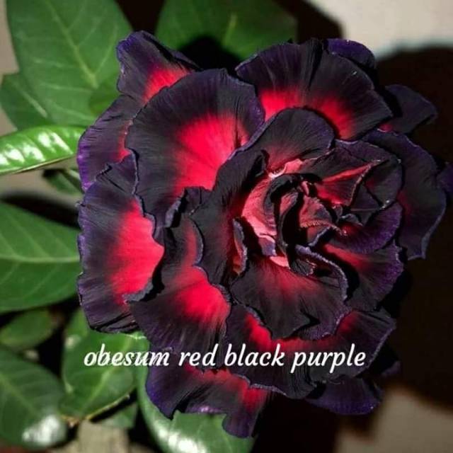 Bibit kamboja jepang tumpuk berbunga