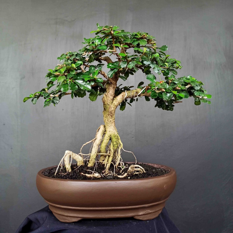 Jual Bonsai Tanaman Hias Kpitb Pohon Hokianti Hokiantea Mikro Berbuah Shopee Indonesia