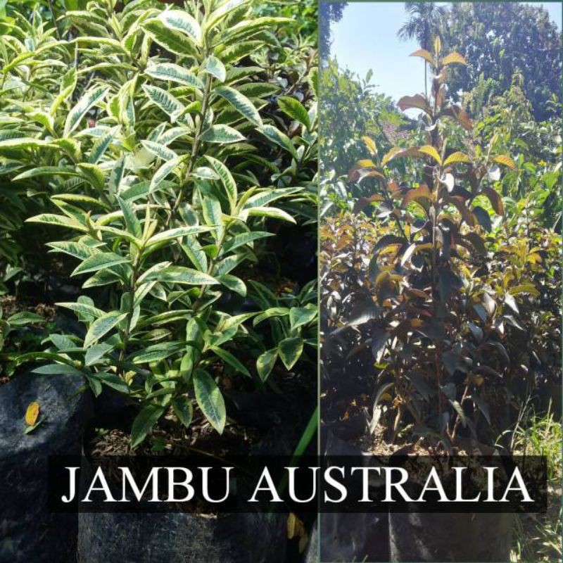 Paket Jambu Australia Merah dan Varigata Berbuah