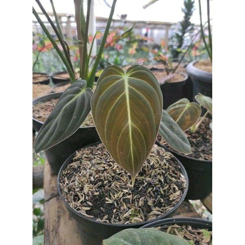 Philodendron Melanochrysum Melano BONGGOL AKAR