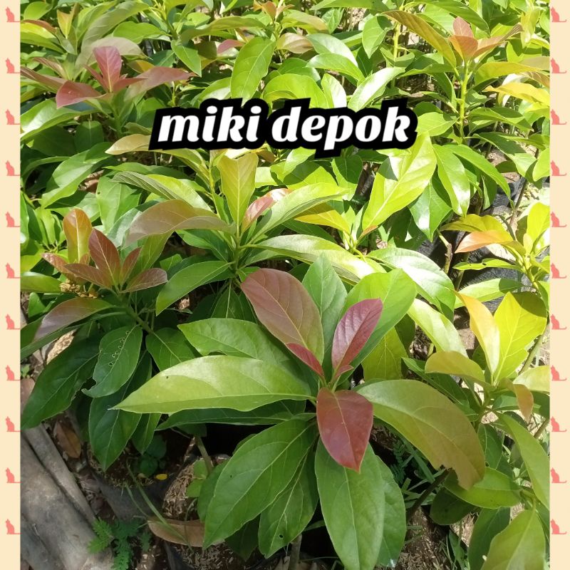 bibit alpukat miki depok asli