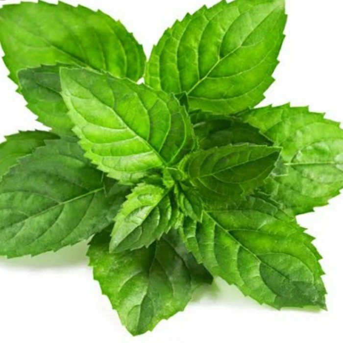 

Daun mint / daun mint segar