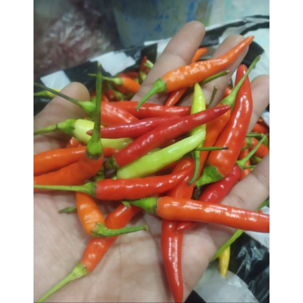 

cabe rawit setan 250gr