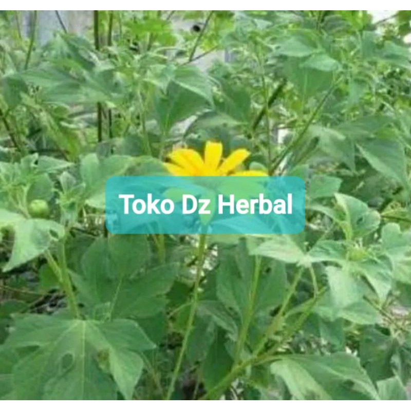 

Daun Insulin atau Kipahit Segar 1 Kg-az