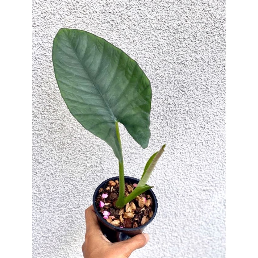 tanaman hias alocasia nebula