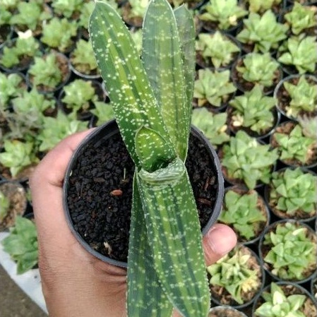 kaktus sukulen//gasteria 04 varigata