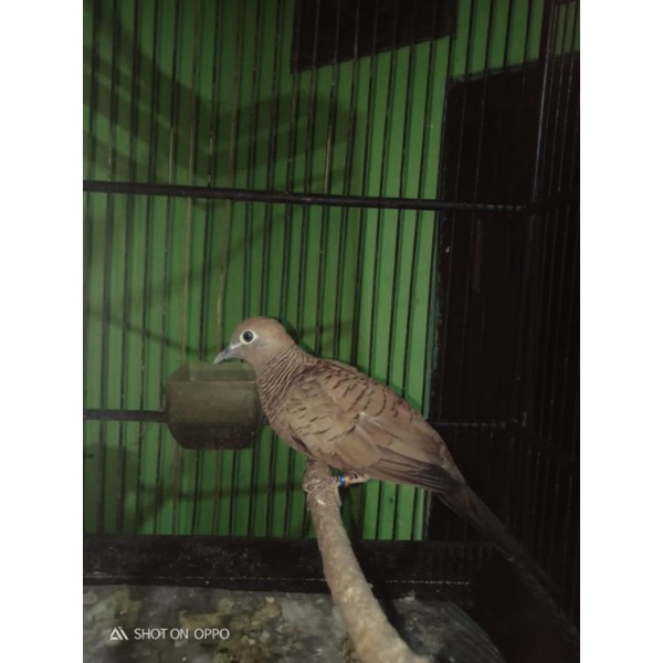 Burung perkutut cemani katuranggan Rondo semoyo