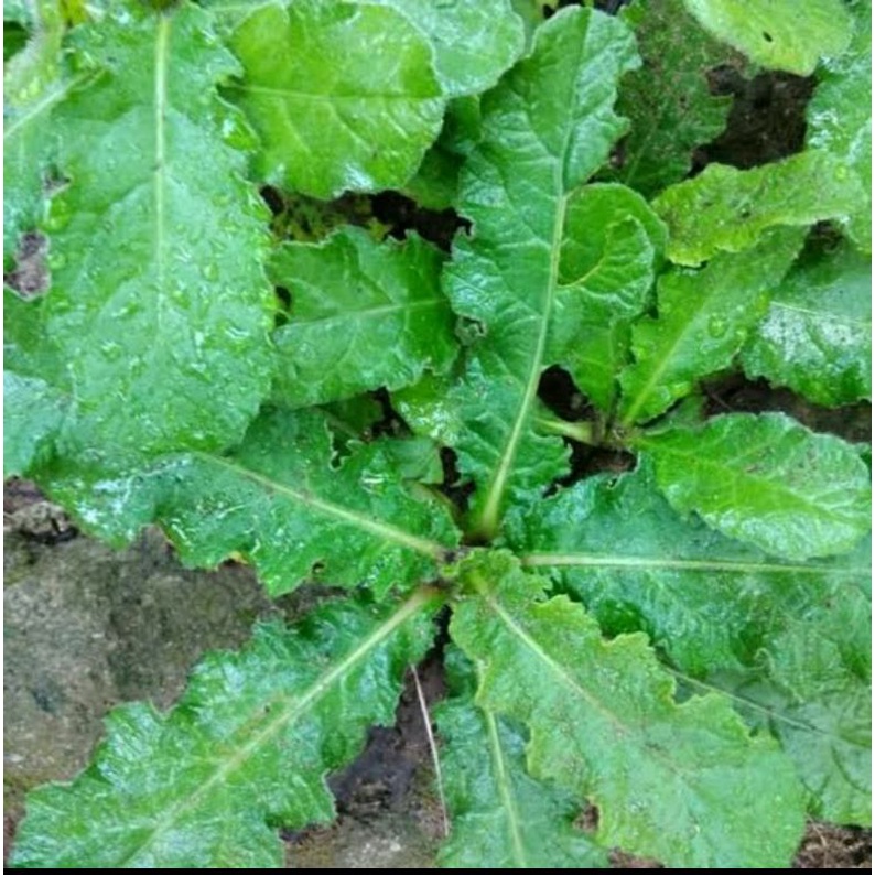 

DAUN TAPAK LIMAN SEGAR HERBAL DIPETIK LANGUNG DARI KEBUN 100gram