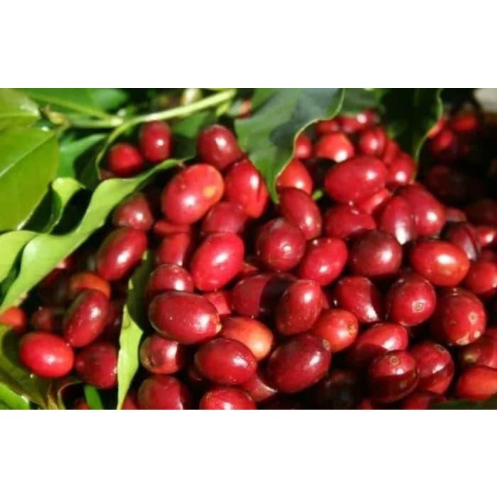 

10 Bibit Kopi Arabica Arabika Super Unggul Promoâ¨