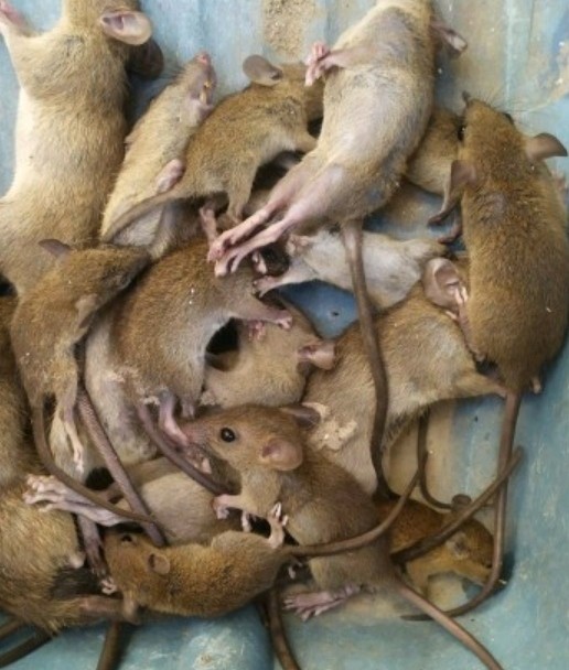 Racun Tikus Ramtus Asli Alami Mati Kering Tidak Bau Pembasmi Pengusir Tikus Paling Ampuh 12 Pack