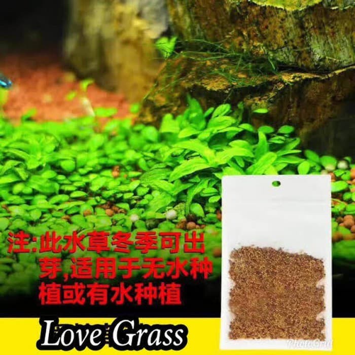 Carped seed love grass bibit tanaman aquascape aquarium | Shopee Indonesia