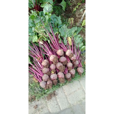 

Bit sayur