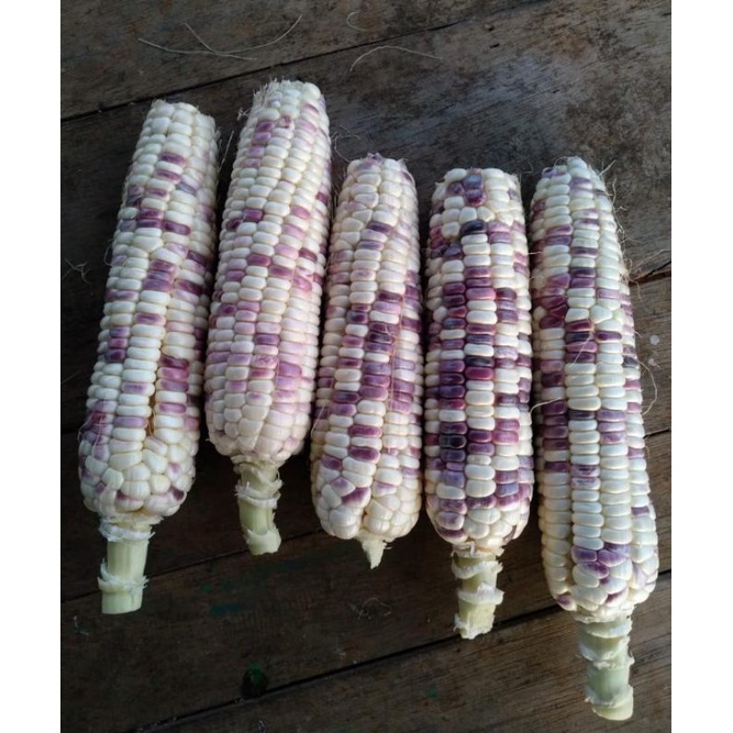 Exp Lama (COD) Jagung ketan ungu putih Berkualitas