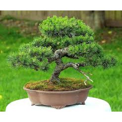 Bibit / Benih Biji Tanaman Pohon MUGO PINE Bonsai Pinus Eropa isi 10 Biji-0