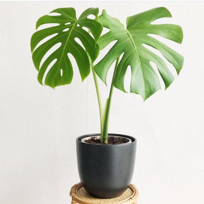 tanaman hias monstera king - monstera besar