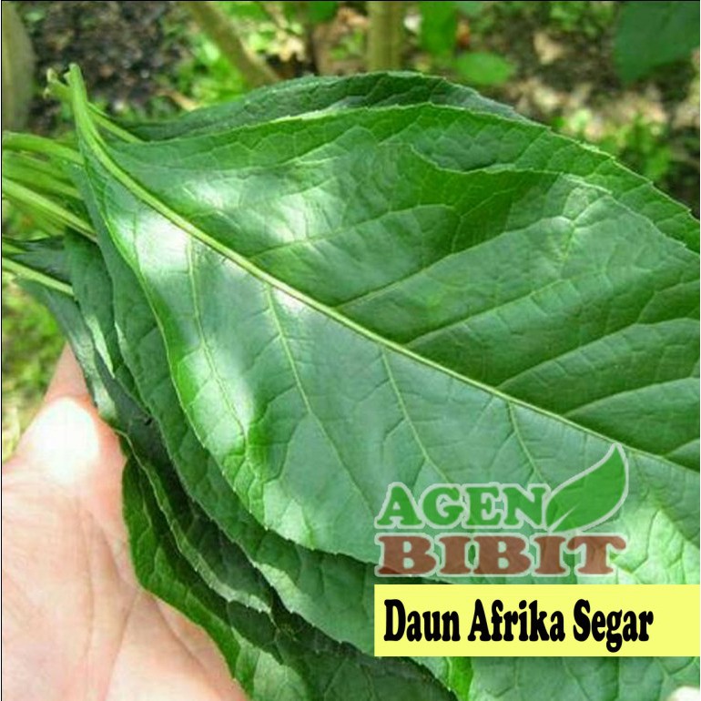 

Daun Afrika Selatan Segar 500 gram - Obat Ramuan dan Bahan Herbal