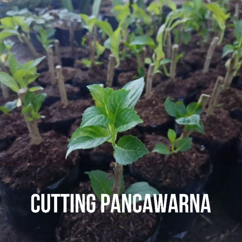 Cutting Pancawarna - Stek Bunga Hortensia - Bibit Bunga Pancawarna